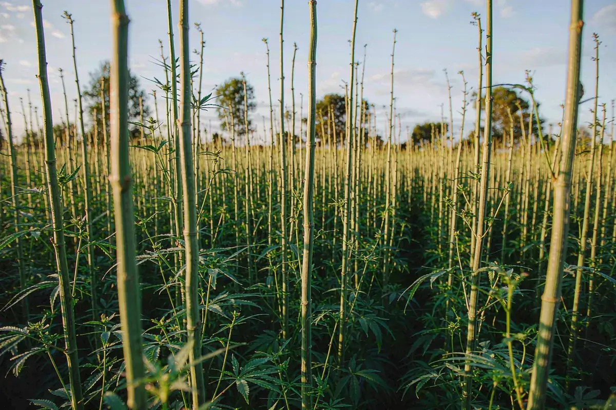 震业 标准化种植基地