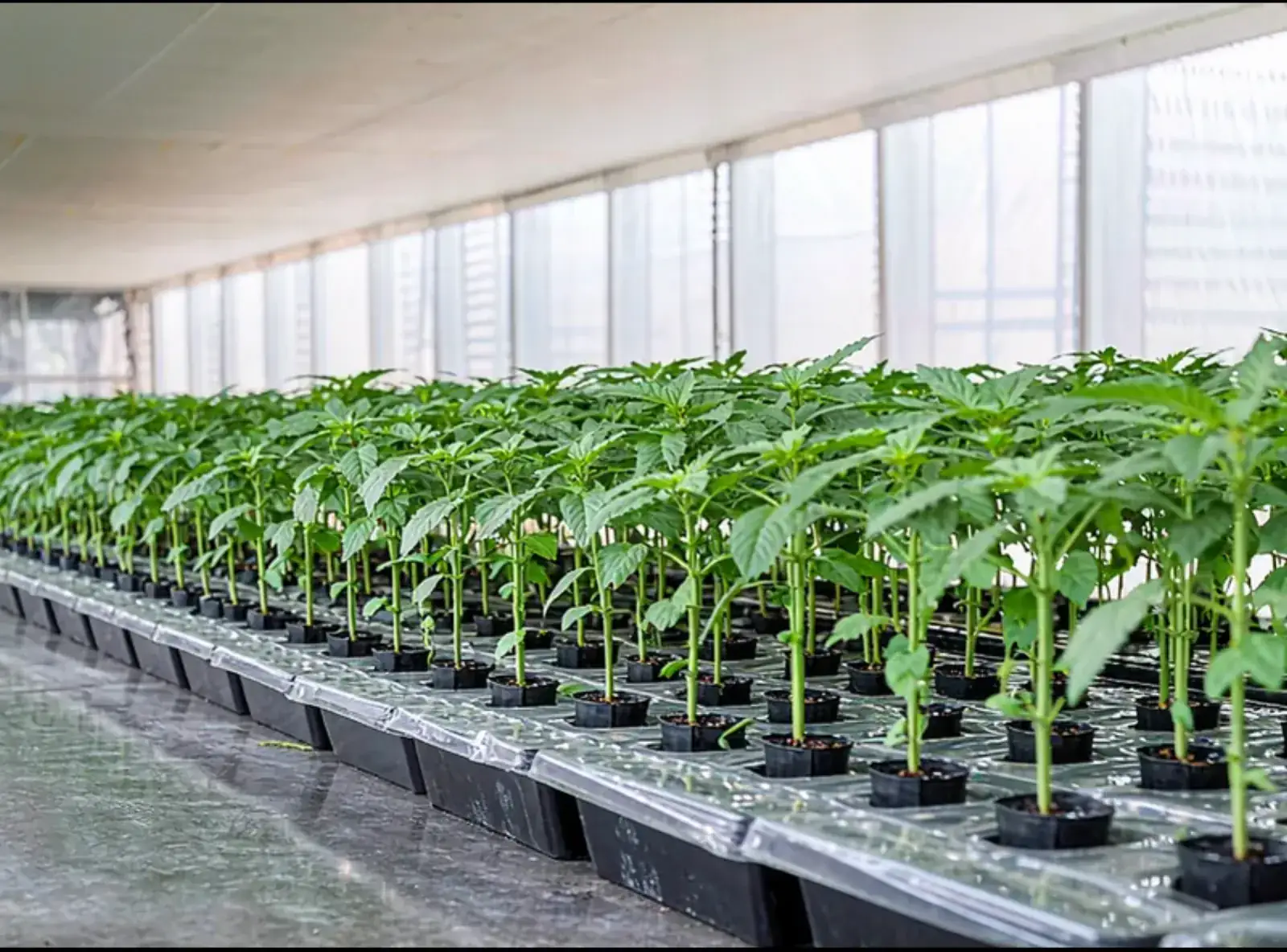 新麻1号良种繁育 · 育种苗床